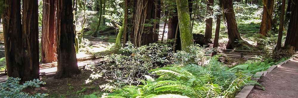 A Pacific Trails Resort hiking trail